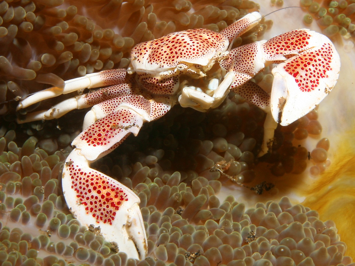 صور من عالم البحار  PorcelainCrab08