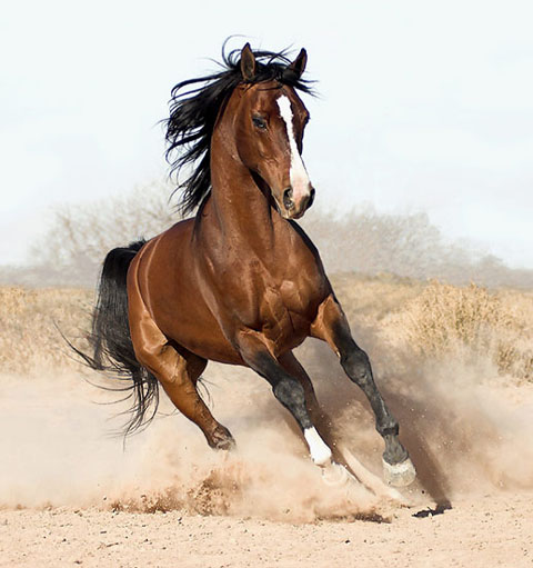 Seperated By War-Tested By Battle-Bound By Friendship~~ War Horse Arabian-horse8