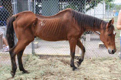 A New Hope Stables and Sanctuary ~/Pick'N'Play\~ NeglectedHorse1