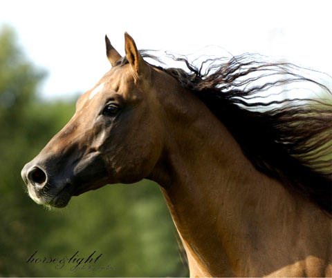 the horses:::: Charm-head-and-Neck-480