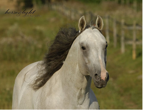 the horses:::: Jac-head-and-neck-480