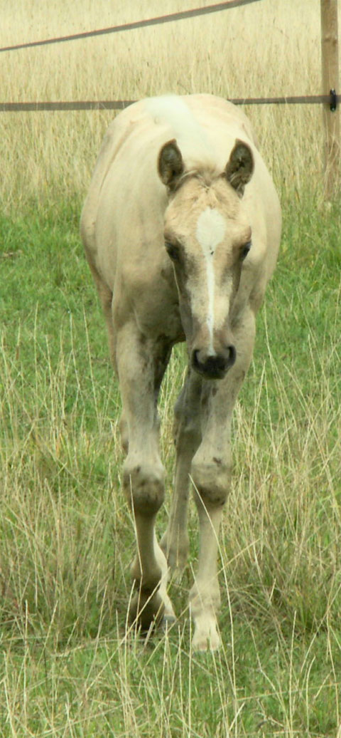 the horses:::: Snip-baby-aug