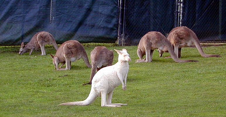 صورة منى وصورة منك . - صفحة 2 White-kangaroo