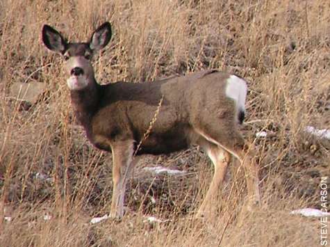 White tail deer pick and play MuleDeerDoe