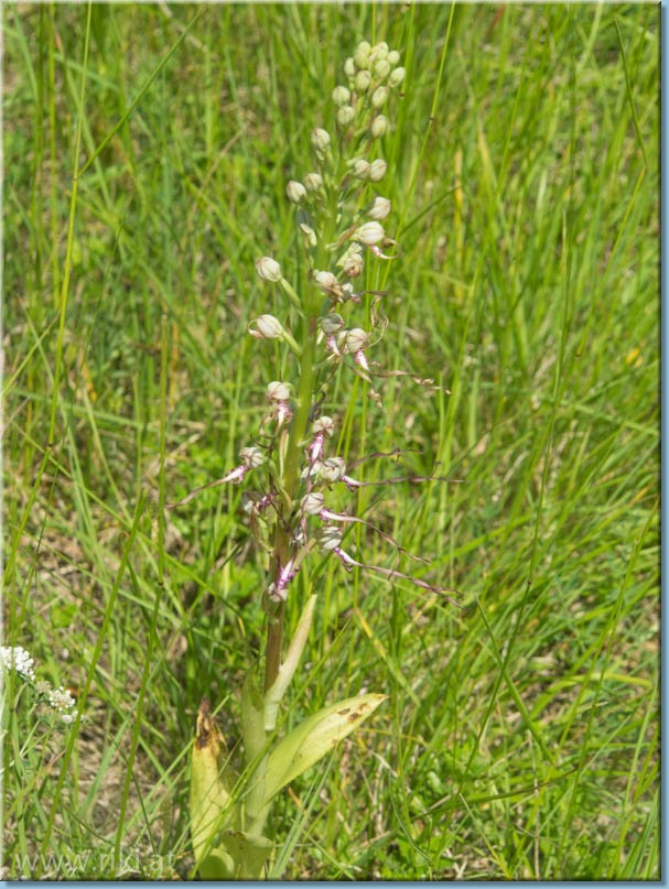 Orchideenwanderung in der Wiener Lobau Lobau_38