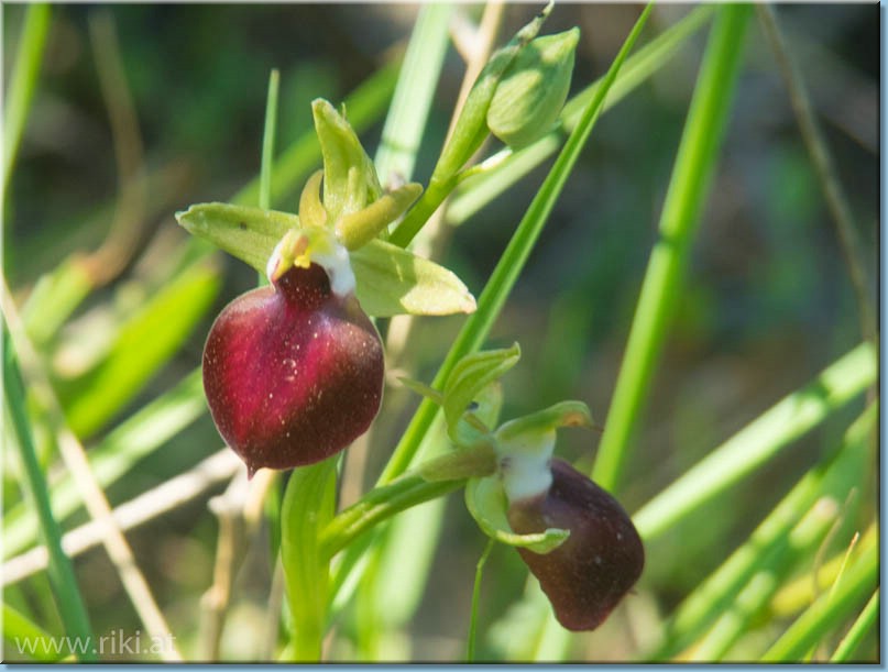 Ophrys Freiland Epiros_074