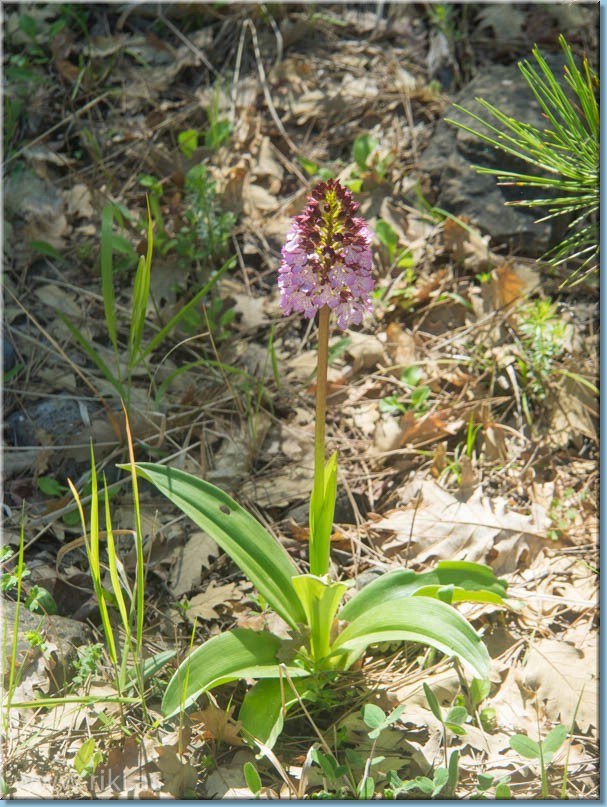 Griechische Orchideen Epiros_095