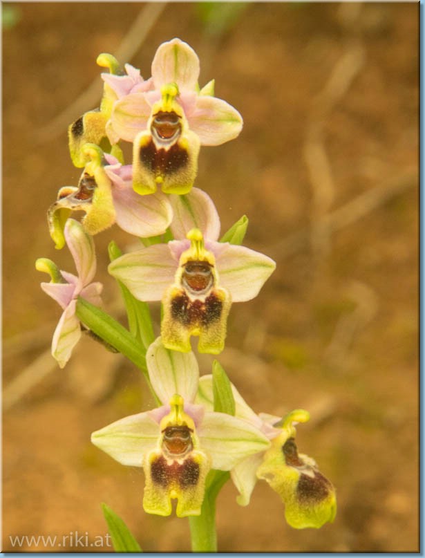 Orchideen auf Kreta Kreta_040