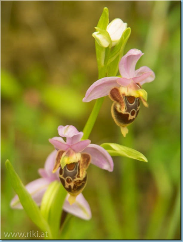 Orchideen auf Kreta Kreta_122