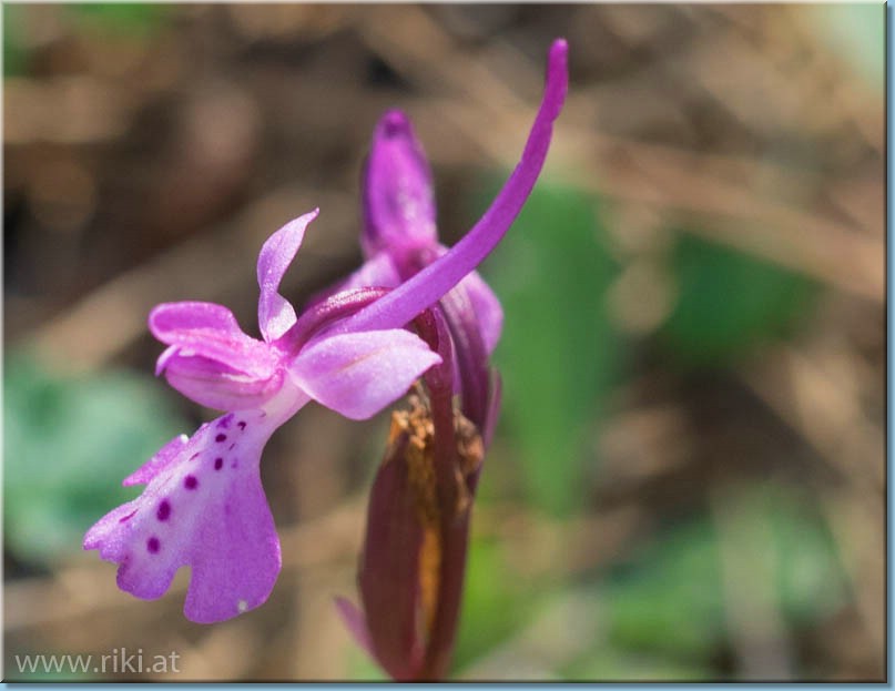 Orchideenpfad bei Göppingen Rhodos_103
