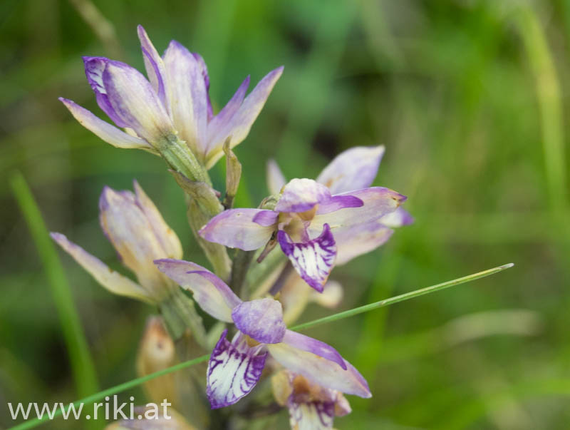 Einige seltene Orchideen im Nationalpark Donauauen in Wien Ill-32
