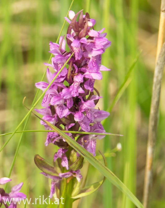 Einige seltene Orchideen im Nationalpark Donauauen in Wien Ill-41