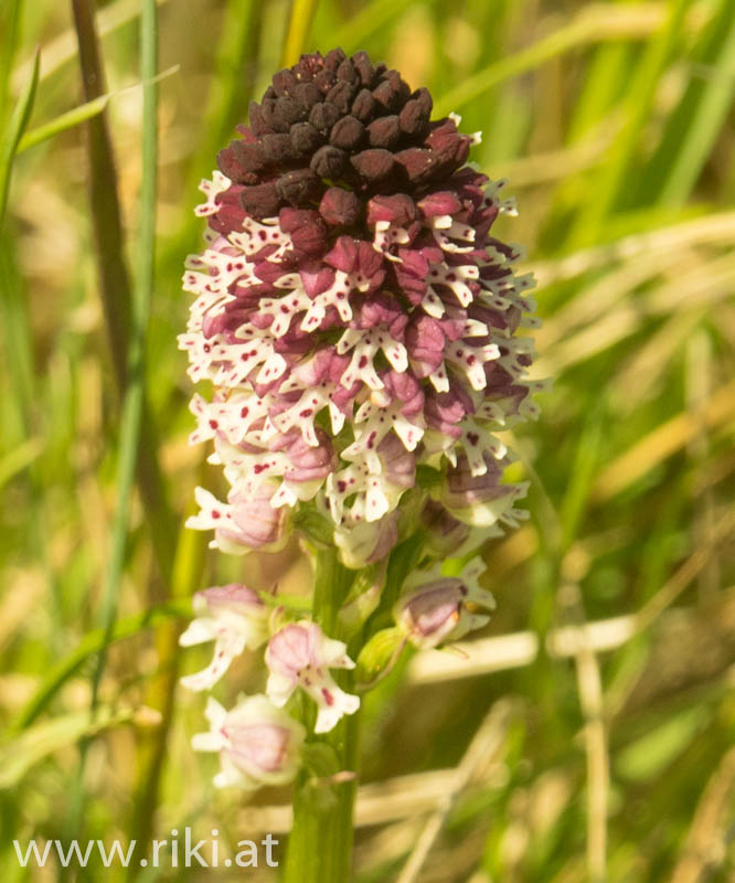 Einige seltene Orchideen im Nationalpark Donauauen in Wien Lobau-59