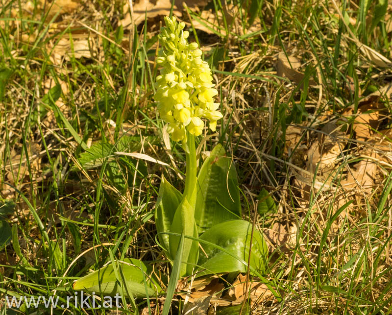Orchis pallens - Bleiches Knabenkraut Pallens-26