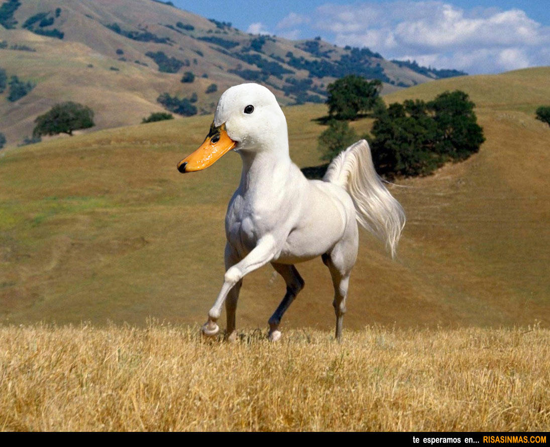 Pato...Pato... ¡Ganso! - Página 2 Animales-curiosos-pato-caballo