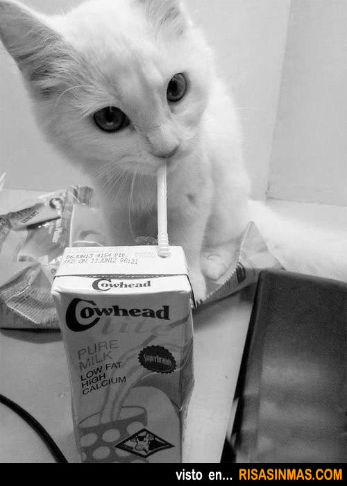 >> IMAGENES ENCADENADAS << - Página 10 Gatito-bebiendo-leche