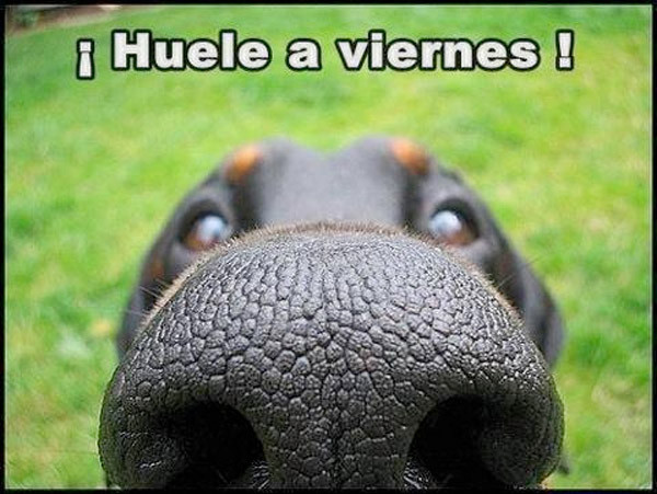 Buenos días, buenas tardes ó buenas noches ... - Página 16 Huele-a-viernes