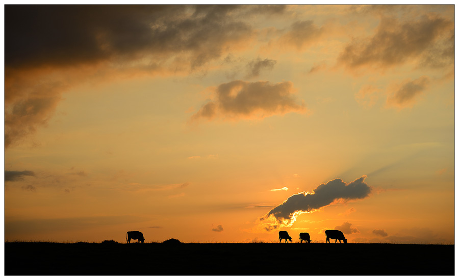 Vaches de soir :-) 800_1407