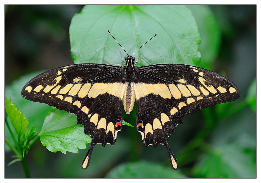 Réouverture du jardin des papillons D3S_9968