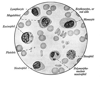 اختبار العد الكلي لمكونات الدم "CBC "Complete blood count Cells