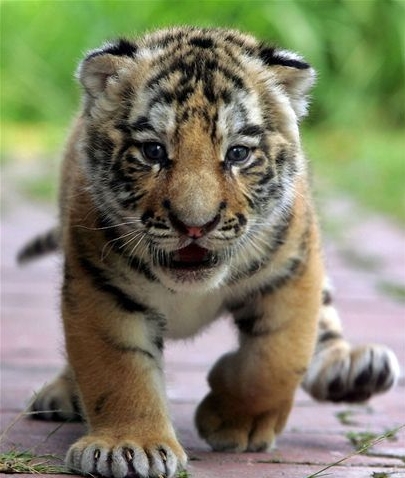 A Tiger Cub....... SiberianTigerCub