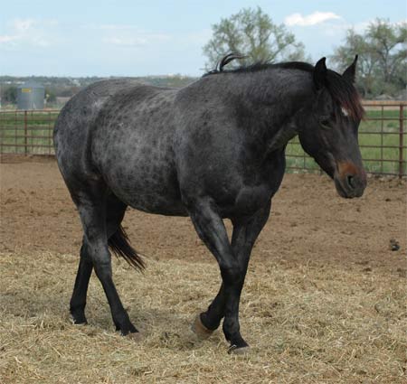 Quarter Horse Mares and Stallions up For Breeding(Owner is Sheila) 1147045472_azuls-blue-pinee