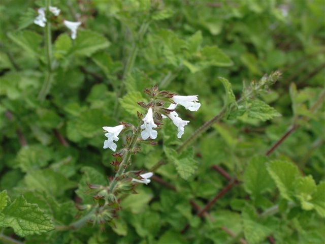 les sauges / salvias Auritagalpinii