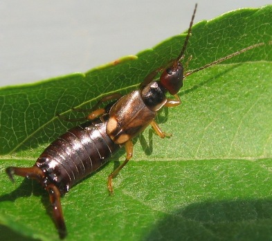 ابادة تامة للحشرات بغرب الرياض البعوض وانواعه   Earwig060708b