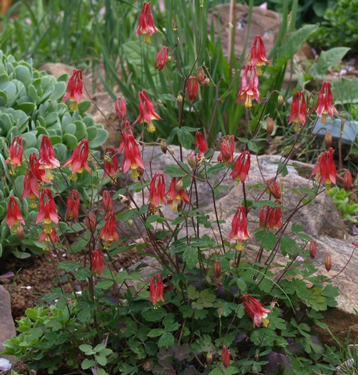 Semis d'Aquilegia ( Ancolie )  - Page 3 AquilegiaShockleyi130508