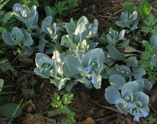 Mertensia MertensiaSimplicissima040628