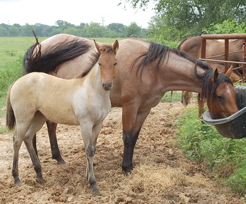 Barrel Racing and Roping horses: April_Jazz0062s