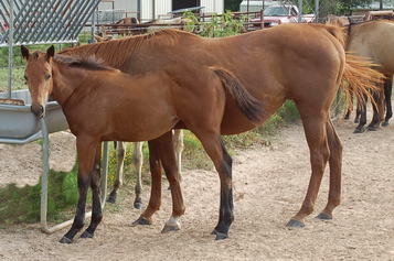 Barrel Racing and Roping horses: DasherJetta2s