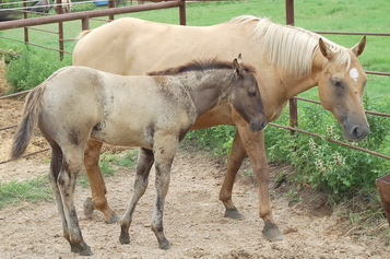 Barrel Racing and Roping horses: GoodbabeLinusS