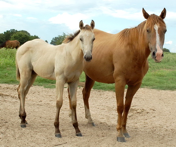 Barrel Racing and Roping horses: IrisLilly0006as