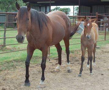 Barrel Racing and Roping horses: PrissyFrosty11a