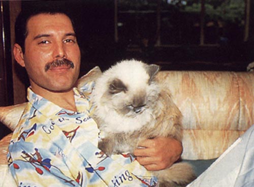 Mejores álbumes de 1975 (I) Freddie%20mercury%2021%20-%20con%20gato