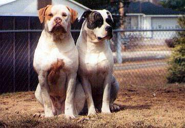 american bulldog American_bulldog