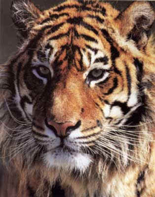 Le tigre    Tigre.1