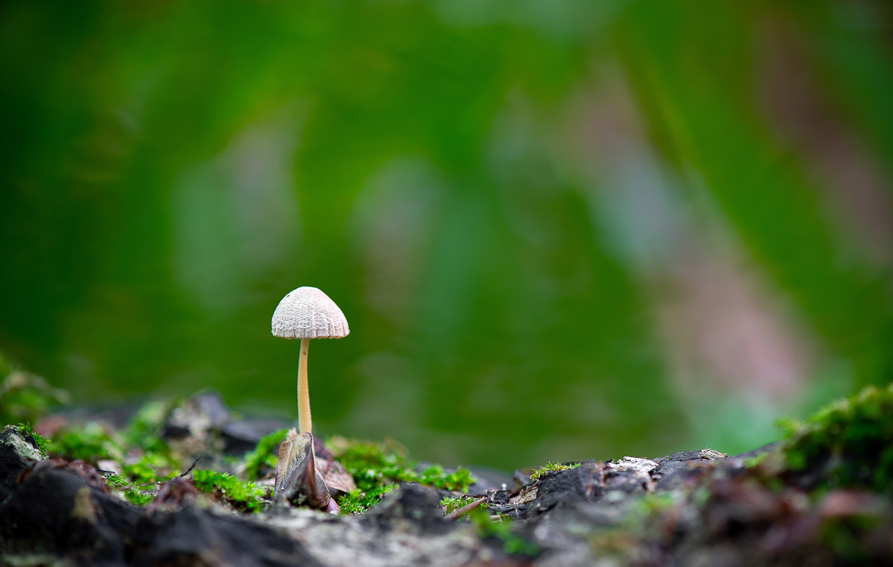 Sortie champignons : Les photos. ND5_2152