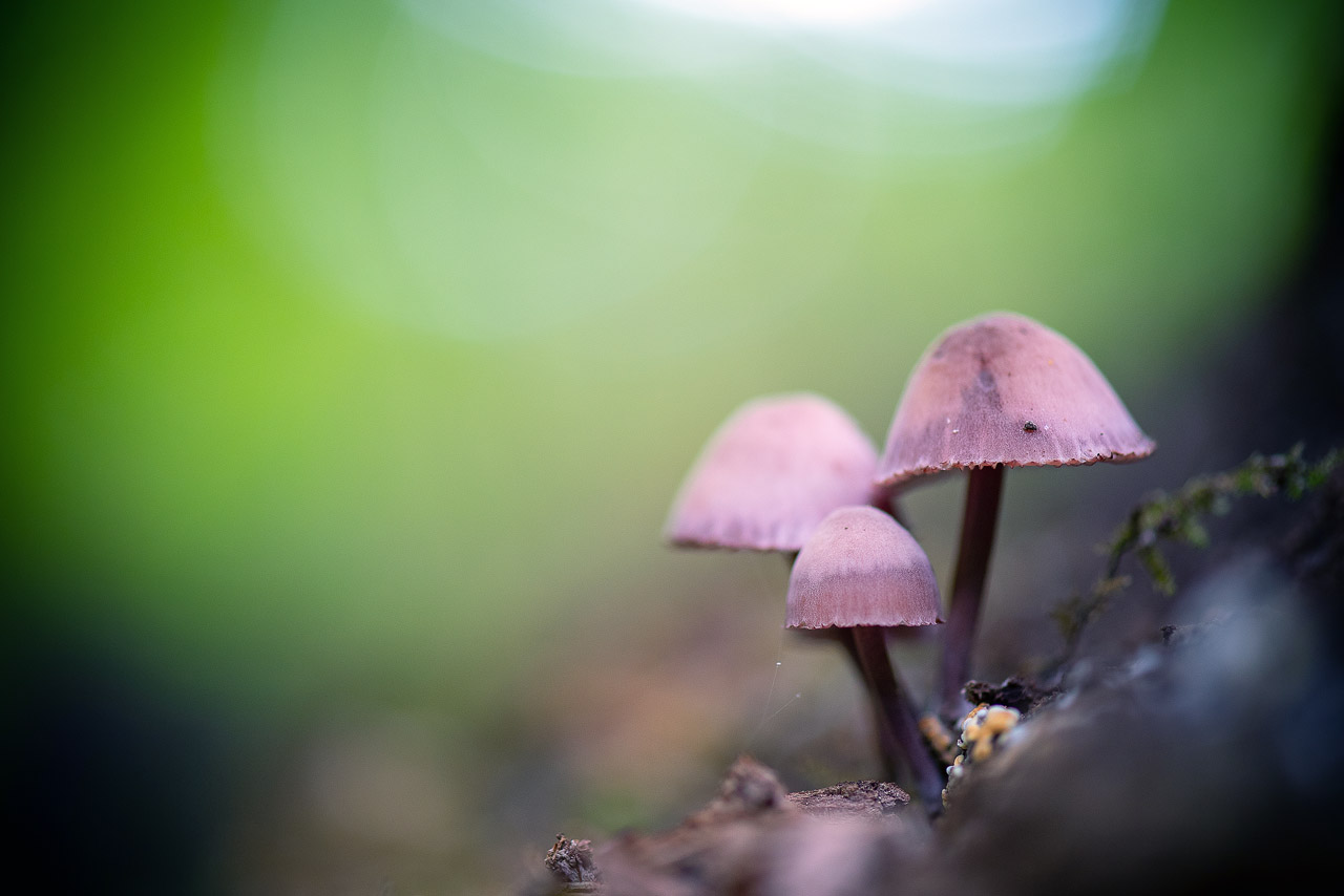 Sortie champignons : Les photos. ND5_2216