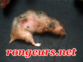 Maladie de Cushing du hamster ag 126-1