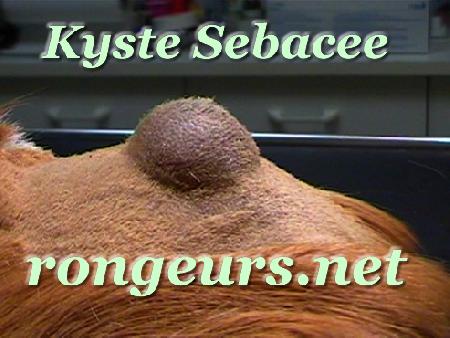 Kyste pidermoide (Sebacee) du Cochon d'inde 14-1