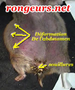 Tumeur: Lymphosarcome abdominal du hamster HamDo_Lympho0_1