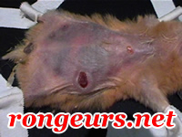 Tumeur: Lymphome Malin Cutan du hamster HamSyLymphomam1