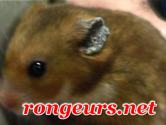 Gale Notoedrique du hamster syrien Ham_Noto3