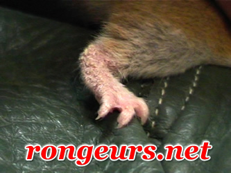 Gale Notoedrique du hamster syrien Ham_Noto4