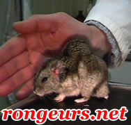 Tumeur Sous Cutane: Fibrosarcome du hamster Hamrus_Fibrosarcome4_11-02