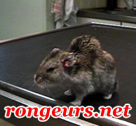 Tumeur Sous Cutane: Fibrosarcome du hamster Hamrus_Fibrosarcome_11-02