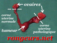 - Tumeur Utrine: Adnocarcinome du hamster Hamsy_Tum_ut_03-0