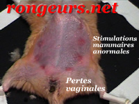 - Tumeur Utrine: Adnocarcinome du hamster Hamsy_Tum_ut_03-1